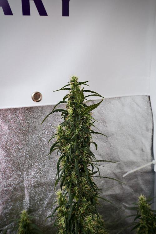 Pheno B Black Diamond Auto By Zamnesia. Week 9 - Pheno B Black Diamond Auto 