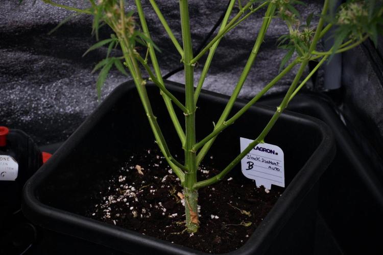 Pheno B Black Diamond Auto By Zamnesia. Week 9 - Pheno B Black Diamond Auto 
