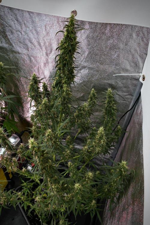 Pheno B Black Diamond Auto By Zamnesia. Week 9 - Pheno B Black Diamond Auto 