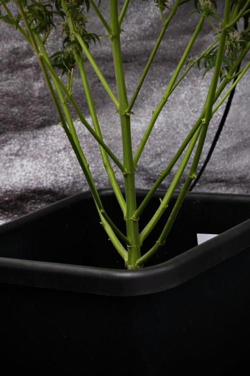 Pheno B Black Diamond Auto By Zamnesia. Week 9 - Pheno B Black Diamond Auto 