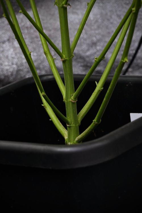 Pheno B Black Diamond Auto By Zamnesia. Week 9 - Pheno B Black Diamond Auto 