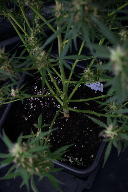 Pheno B Black Diamond Auto By Zamnesia. Week 9 - Pheno B Black Diamond Auto 