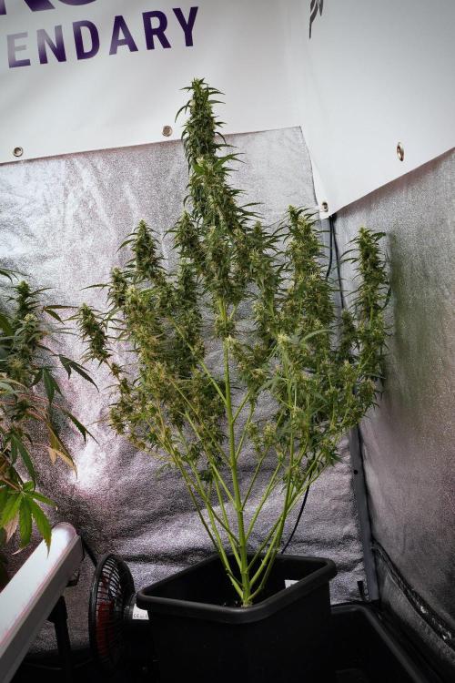 Pheno B Black Diamond Auto By Zamnesia. Week 9 - Pheno B Black Diamond Auto 