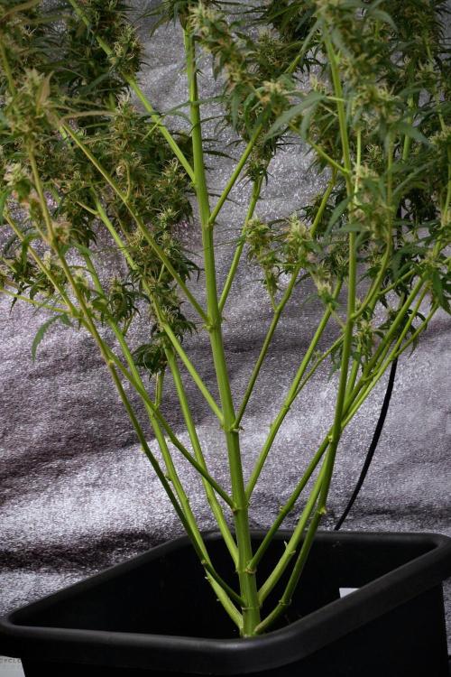 Pheno B Black Diamond Auto By Zamnesia. Week 9 - Pheno B Black Diamond Auto 