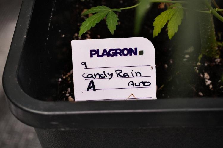 Candy Rain Auto By Zamnesia. Week 9 - Candy Rain Auto