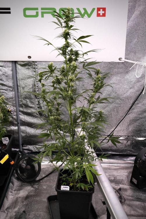 Candy Rain Auto By Zamnesia. Week 9 - Candy Rain Auto
