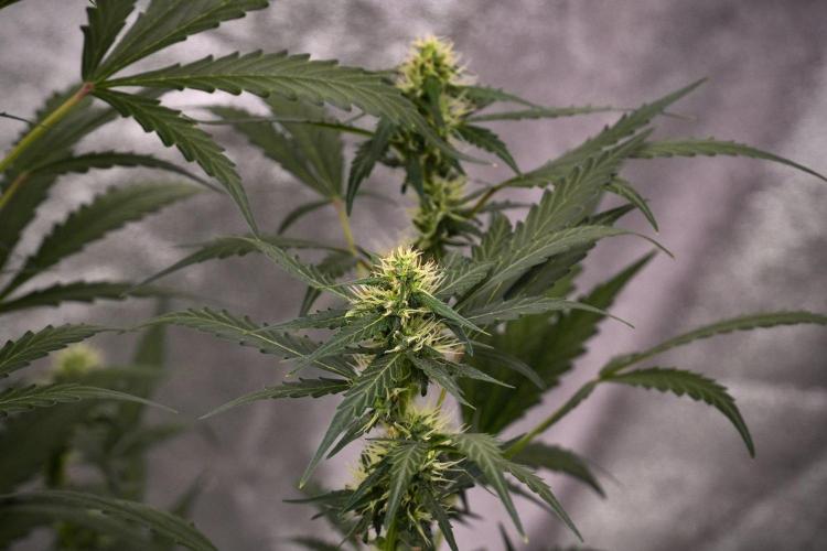 Candy Rain Auto By Zamnesia. Week 9 - Candy Rain Auto