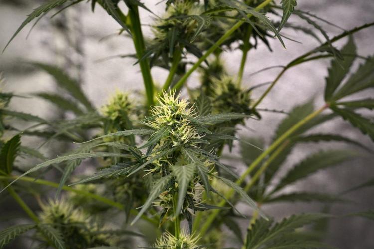 Candy Rain Auto By Zamnesia. Week 9 - Candy Rain Auto