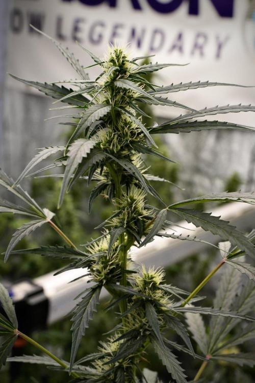 Candy Rain Auto By Zamnesia. Week 9 - Candy Rain Auto