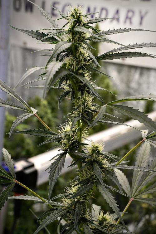 Candy Rain Auto By Zamnesia. Week 9 - Candy Rain Auto