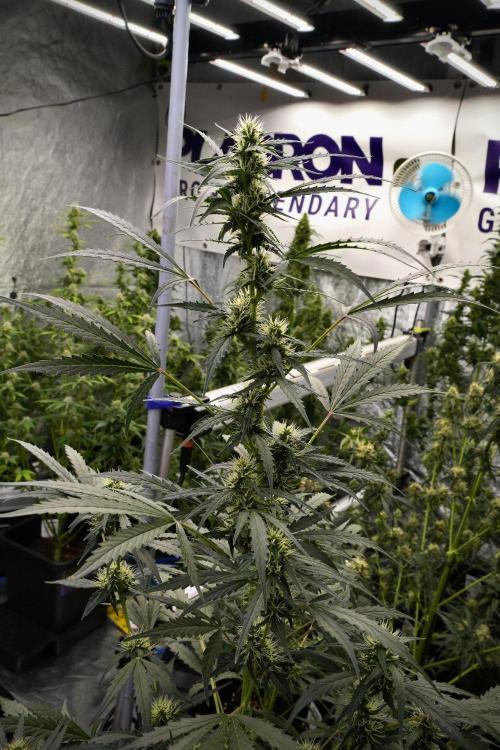 Candy Rain Auto By Zamnesia. Week 9 - Candy Rain Auto