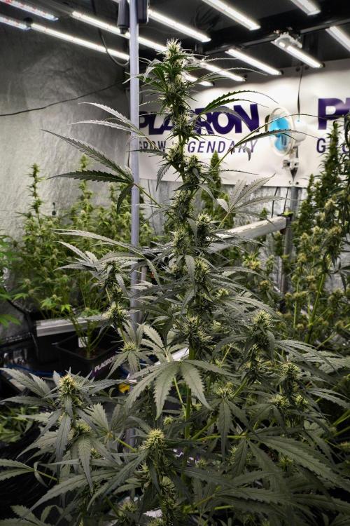 Candy Rain Auto By Zamnesia. Week 9 - Candy Rain Auto