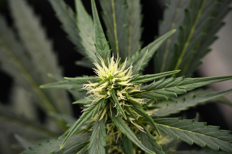 Candy Rain Auto By Zamnesia. Week 9 - Candy Rain Auto