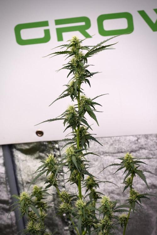 Candy Rain Auto By Zamnesia. Week 9 - Candy Rain Auto