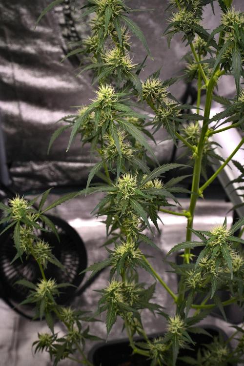 Candy Rain Auto By Zamnesia. Week 9 - Candy Rain Auto