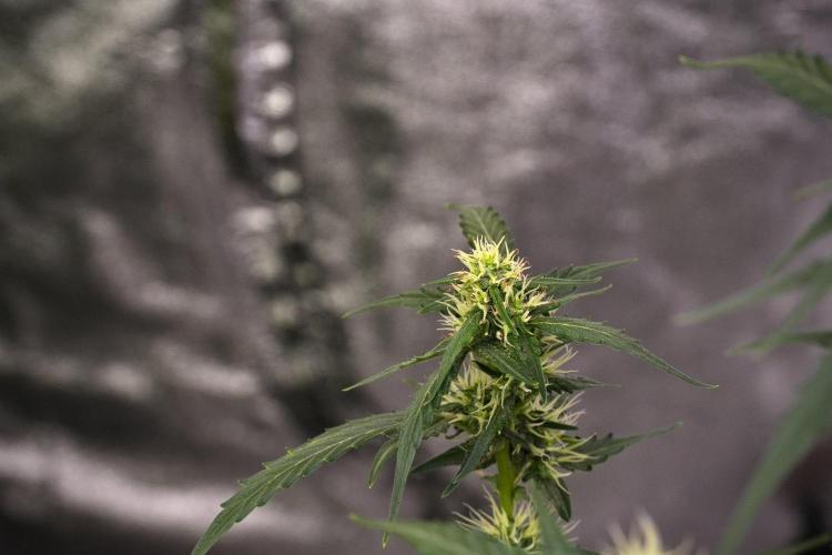 Candy Rain Auto By Zamnesia. Week 9 - Candy Rain Auto