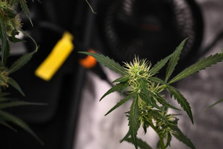 Candy Rain Auto By Zamnesia. Week 9 - Candy Rain Auto