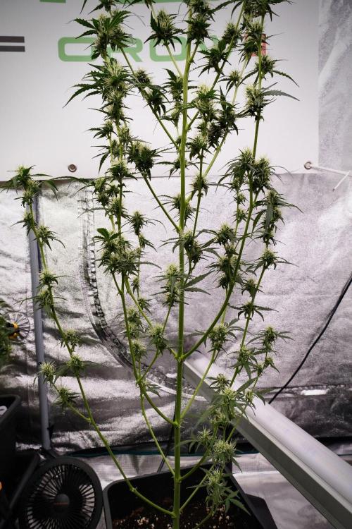 Candy Rain Auto By Zamnesia. Week 9 - Candy Rain Auto