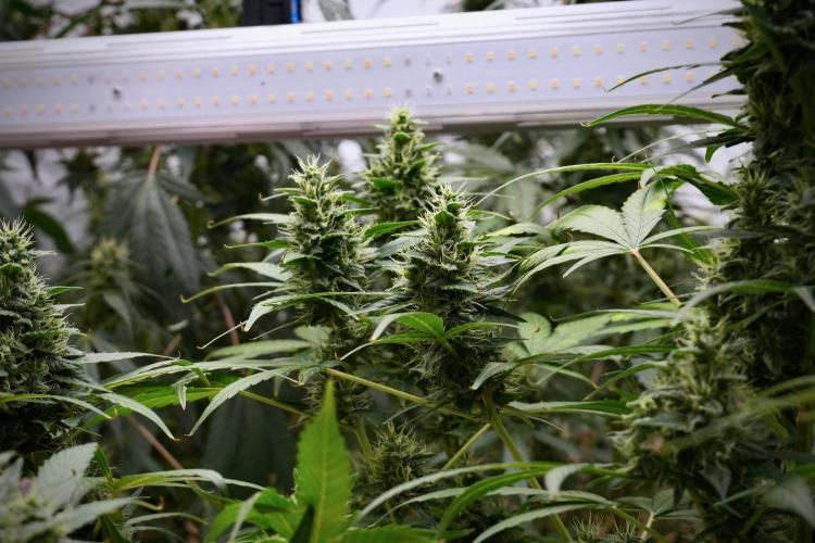 Frosted Guava Auto By Zamnesia Pheno A. Week 9 - Frosted Guava Auto  Pheno A