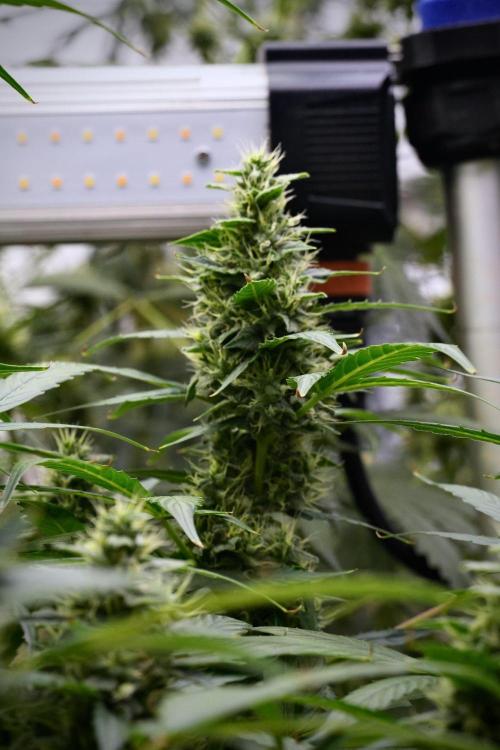 Frosted Guava Auto By Zamnesia Pheno A. Week 9 - Frosted Guava Auto  Pheno A