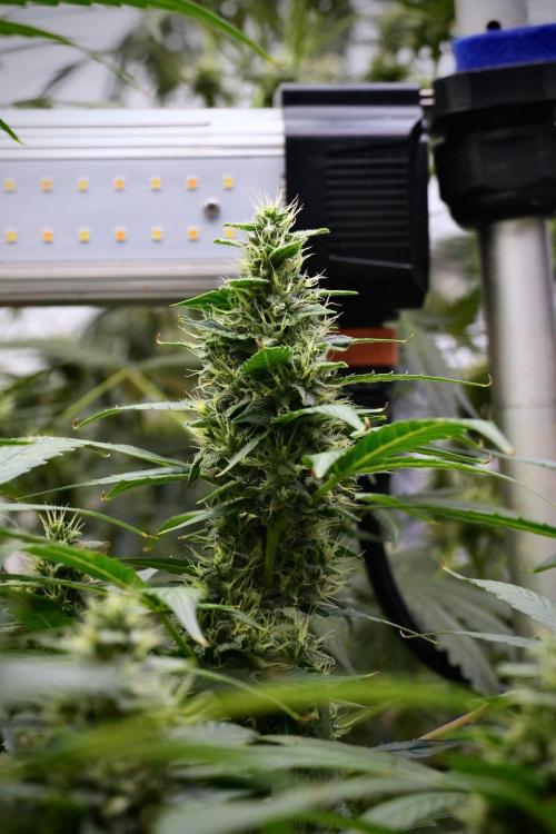 Frosted Guava Auto By Zamnesia Pheno A. Week 9 - Frosted Guava Auto  Pheno A