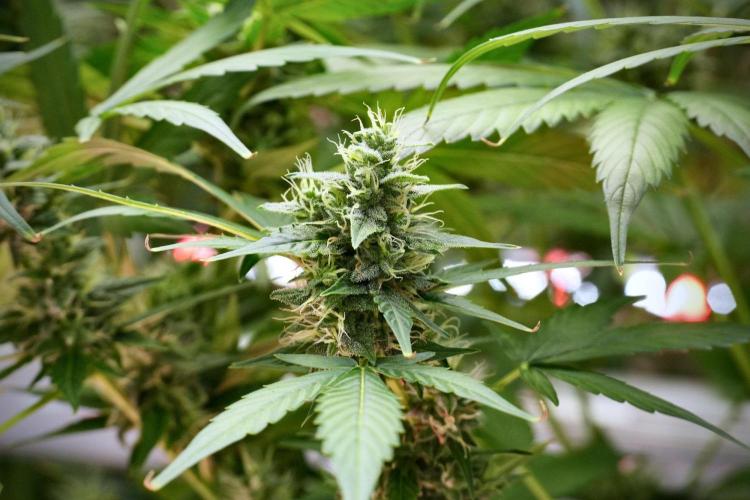 Frosted Guava Auto By Zamnesia Pheno A. Week 9 - Frosted Guava Auto  Pheno A