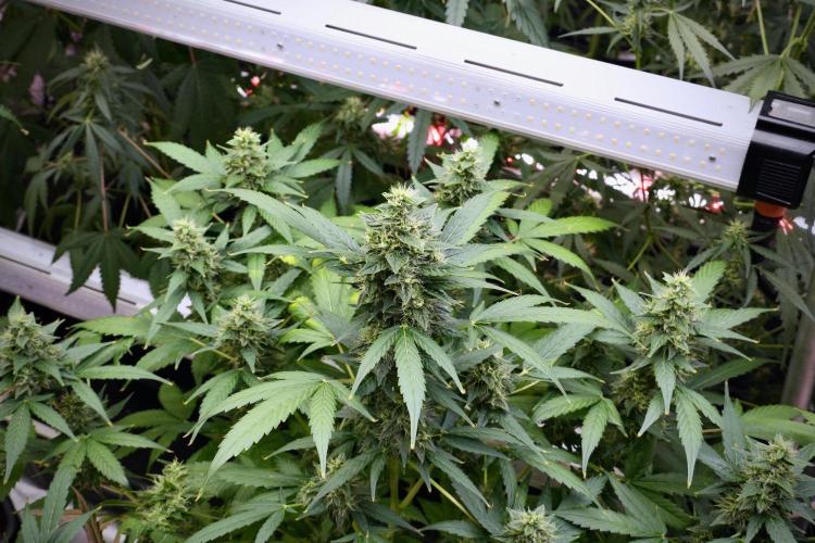 Frosted Guava Auto By Zamnesia Pheno A. Week 9 - Frosted Guava Auto  Pheno A