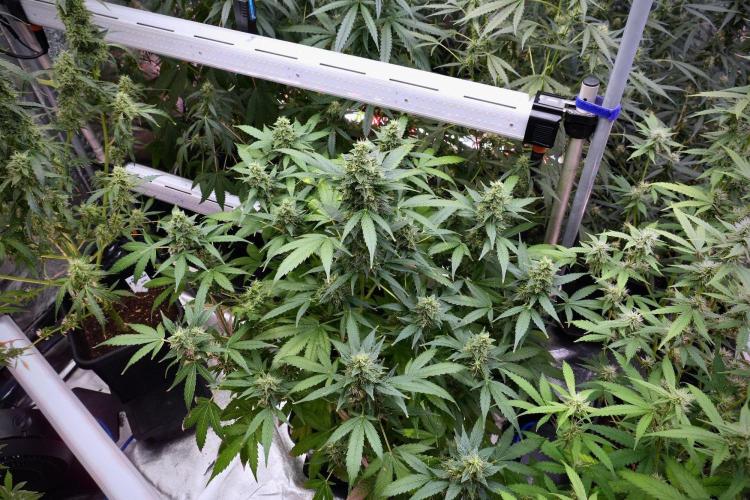 Frosted Guava Auto By Zamnesia Pheno A. Week 9 - Frosted Guava Auto  Pheno A