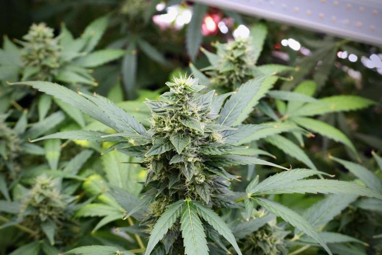 Frosted Guava Auto By Zamnesia Pheno A. Week 9 - Frosted Guava Auto  Pheno A