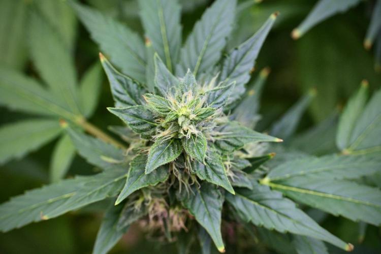 Frosted Guava Auto By Zamnesia Pheno A. Week 9 - Frosted Guava Auto  Pheno A
