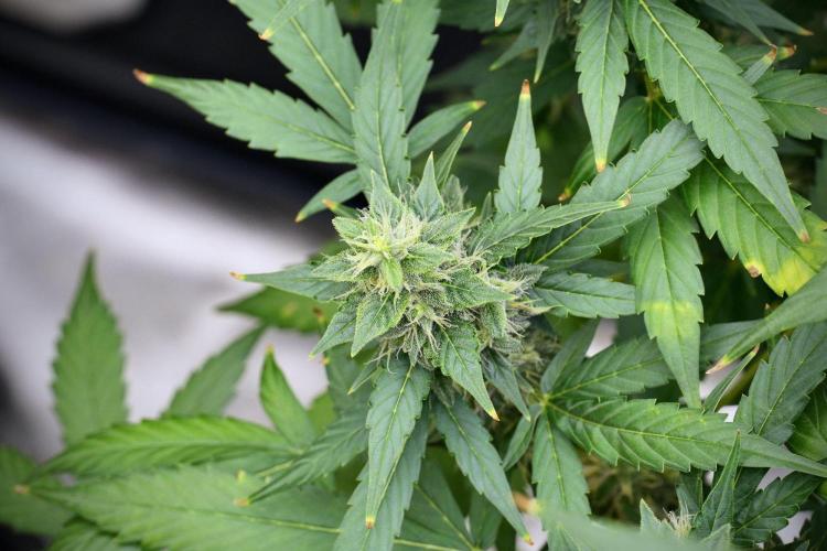 Frosted Guava Auto By Zamnesia Pheno A. Week 9 - Frosted Guava Auto  Pheno A