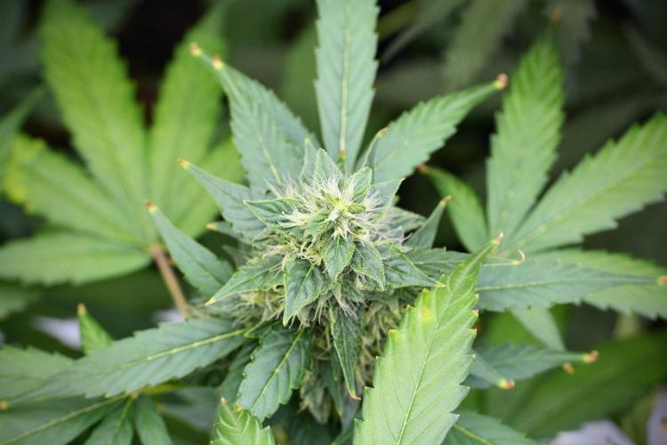 Frosted Guava Auto By Zamnesia Pheno A. Week 9 - Frosted Guava Auto  Pheno A