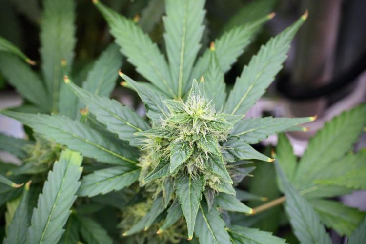 Frosted Guava Auto By Zamnesia Pheno A. Week 9 - Frosted Guava Auto  Pheno A