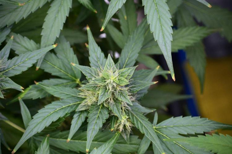 Frosted Guava Auto By Zamnesia Pheno A. Week 9 - Frosted Guava Auto  Pheno A
