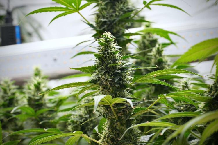 Frosted Guava Auto By Zamnesia Pheno A. Week 9 - Frosted Guava Auto  Pheno A