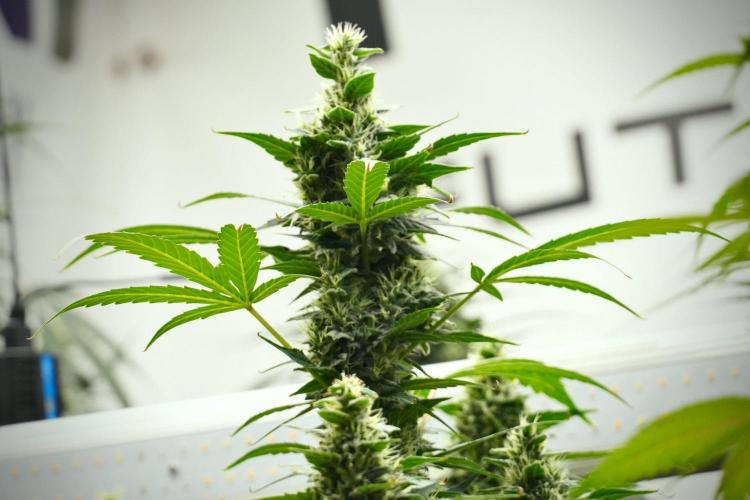 Frosted Guava Auto By Zamnesia Pheno A. Week 9 - Frosted Guava Auto  Pheno A