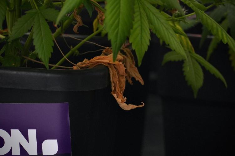 Frosted Guava Auto By Zamnesia Pheno A. Week 9 - Frosted Guava Auto  Pheno A