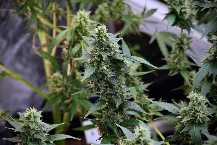 Frosted Guava Auto By Zamnesia Pheno A. Week 9 - Frosted Guava Auto  Pheno A