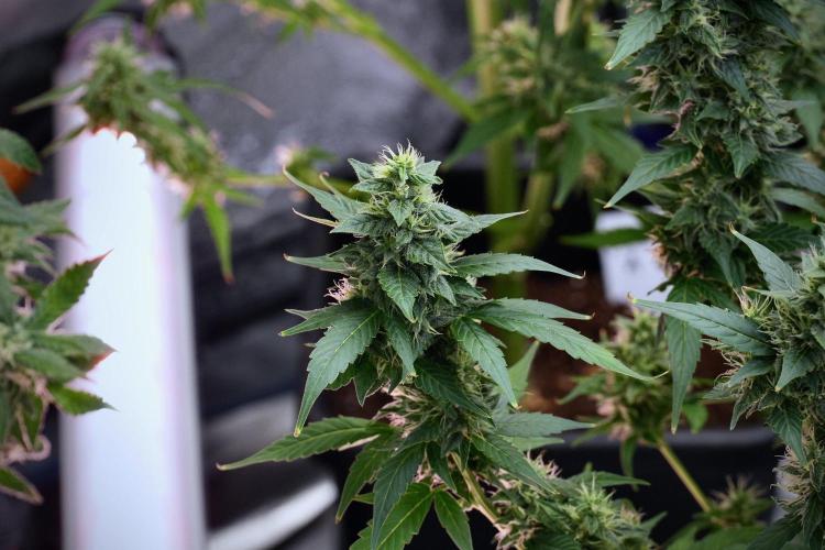 Frosted Guava Auto By Zamnesia Pheno A. Week 9 - Frosted Guava Auto  Pheno A