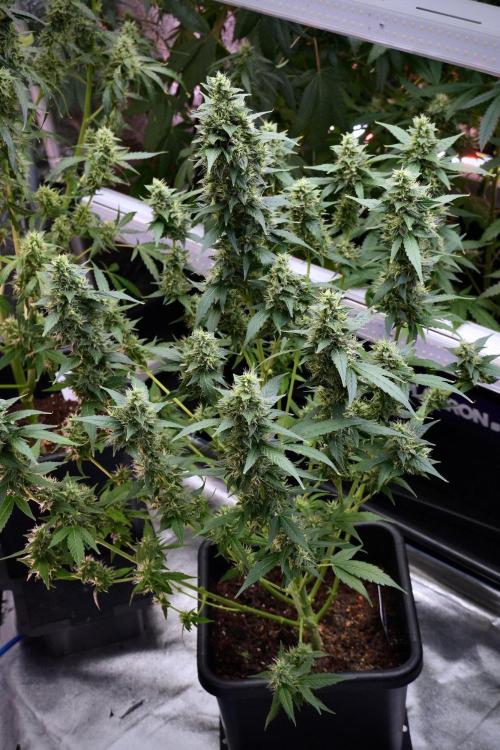 Frosted Guava Auto By Zamnesia Pheno A. Week 9 - Frosted Guava Auto  Pheno A