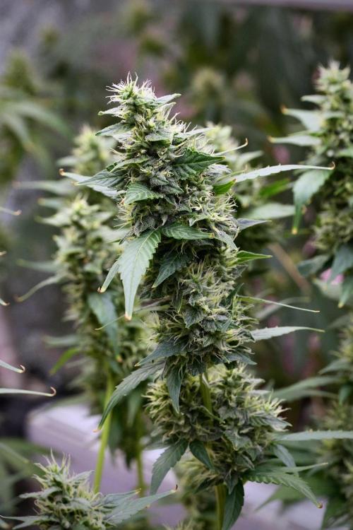 Frosted Guava Auto By Zamnesia Pheno A. Week 9 - Frosted Guava Auto  Pheno A