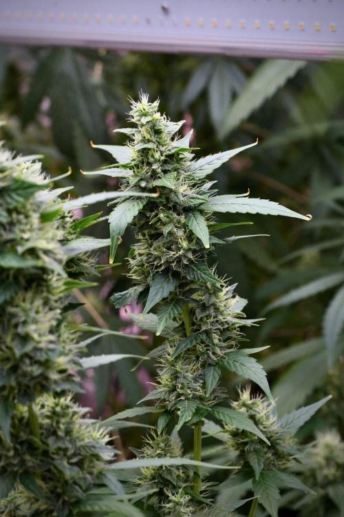 Frosted Guava Auto By Zamnesia Pheno A. Week 9 - Frosted Guava Auto  Pheno A
