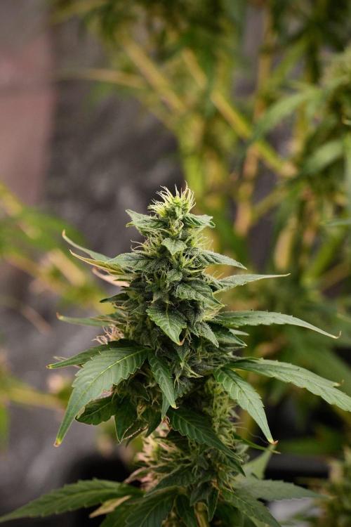 Frosted Guava Auto By Zamnesia Pheno A. Week 9 - Frosted Guava Auto  Pheno A