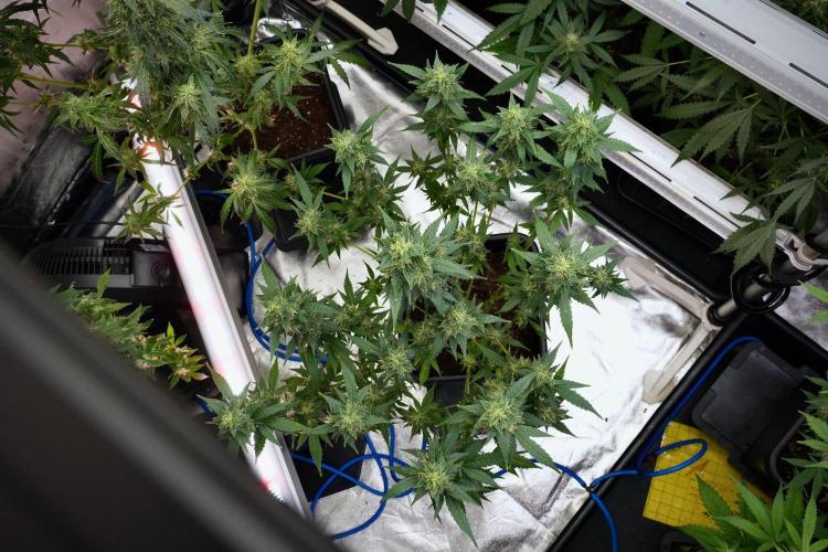 Frosted Guava Auto By Zamnesia Pheno A. Week 9 - Frosted Guava Auto  Pheno A
