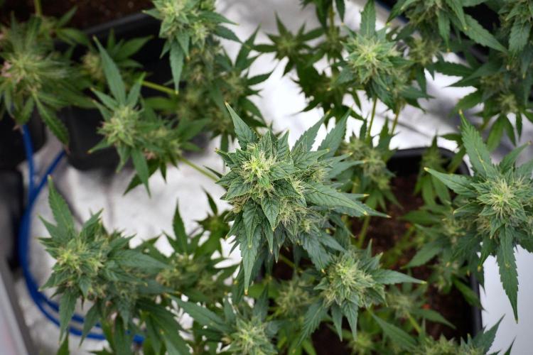 Frosted Guava Auto By Zamnesia Pheno A. Week 9 - Frosted Guava Auto  Pheno A
