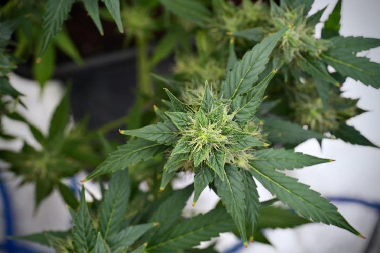Frosted Guava Auto By Zamnesia Pheno A. Week 9 - Frosted Guava Auto  Pheno A