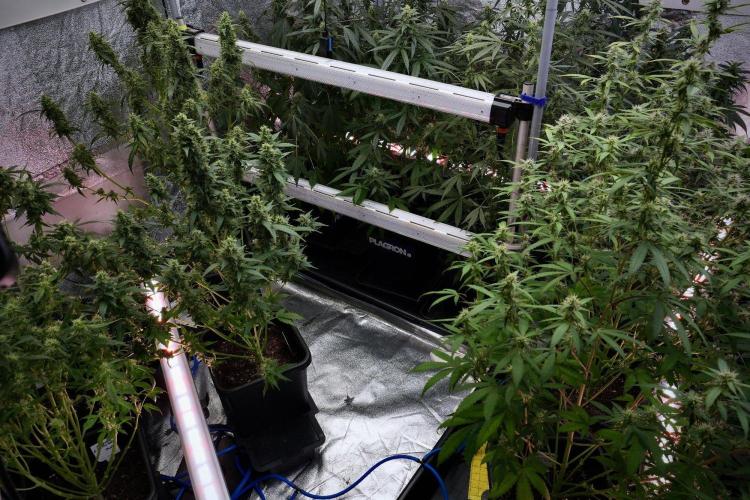 Frosted Guava Auto By Zamnesia Pheno A. Week 9 - Frosted Guava Auto  Pheno A