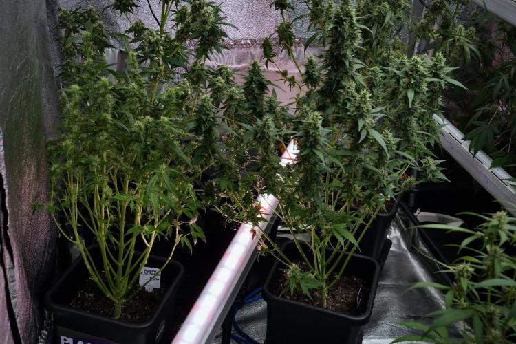Frosted Guava Auto By Zamnesia Pheno A. Week 9 - Frosted Guava Auto  Pheno A