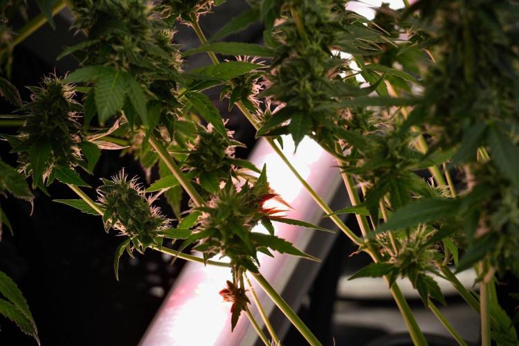 Frosted Guava Auto By Zamnesia Pheno A. Week 9 - Frosted Guava Auto  Pheno A