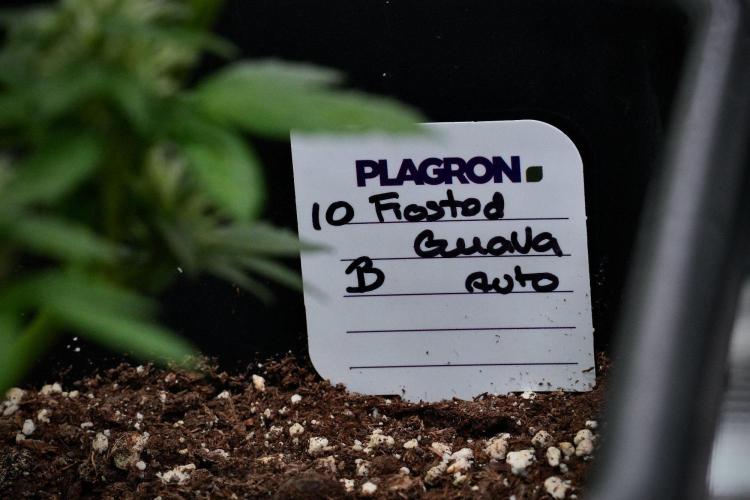 Pheno B Frosted Guava Auto By Zamnesia. Week 9 - Pheno B Frosted Guava Auto